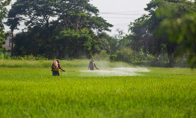 
Farmers are using pesticide sprayer in rice fields.