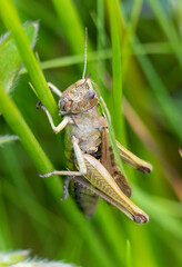green grasshopper on grass