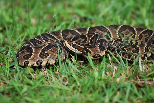 Yarar&aacute; grande