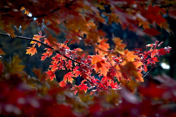 Red Fall Foliage
