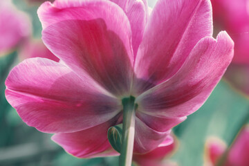 Fototapeta na wymiar Purple tulip close up on blurred background bottom view