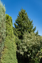 Fototapeta premium Spruce Picea omorika against the blue sky. Pine cones on the branches of Picea omorika pine. Beautiful spruce tree with green needles. Sunny day in evergreen spring garden. Nature concept for design.