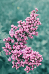 Blooming branch of lilac on blurred background top view