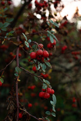 Wet rose hip in warm sunset light with rain drops vertical photo