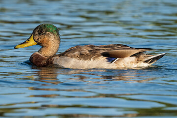 Mallard Anas platyrhynchos Costa Ballena Cadiz