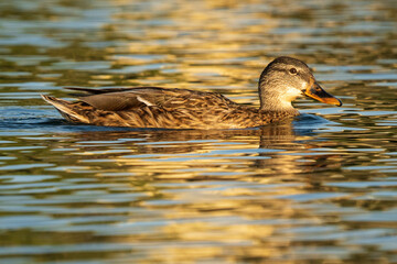 Mallard Anas platyrhynchos Costa Ballena Cadiz