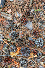 Abstract natural background with old pine cones, needles and bark