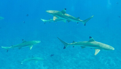 Fototapeta na wymiar School of sharks swimming underwater in Bora Bora near Tahiti