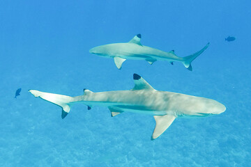 School of sharks swimming underwater in Bora Bora near Tahiti