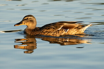 Mallard Anas platyrhynchos Costa Ballena Cadiz