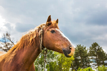 A beautiful horse. Horse in the field against the background of trees and gloomy sky