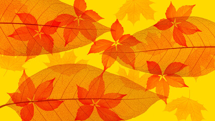 Abstract texture with autumn yellow leaves. Background