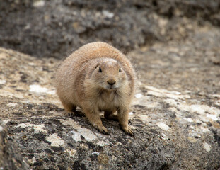 prairie dog on the rock