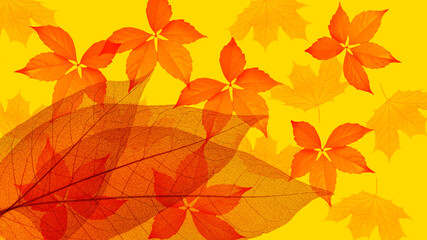 Naklejka na ściany i meble Abstract texture with autumn yellow leaves. Background