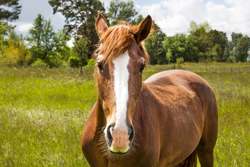 A beautiful horse is looking at the camera. Horse in a field against a background of trees and a glum sky