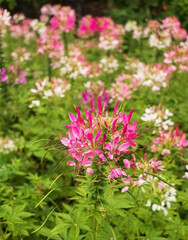 spider flower in the garden