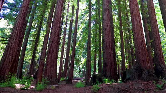 Still video of the summer sun shining through an atrium of trees on the Saratoga Trail in Northern California