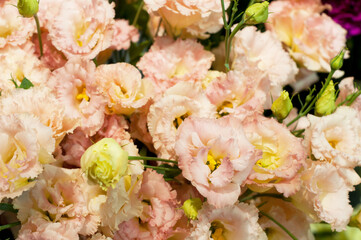 Beautiful pink eustoma flower (lisianthus) in full bloom with green leaves. Bouquet in flower shop.