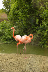 pink flamingo in the zoo