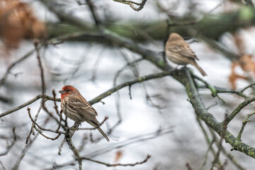 Male red house finch and female in background closeup side view of Haemorhous mexicanus bird sitting perched on tree branch during winter in Virginia