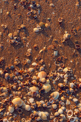 marine shells on the sand beach lying near the water 