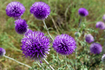 Purple round flowers growing in wild nature field