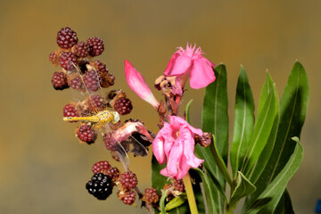libelula en vuelo con flores rosas y zarzamora (Anisoptera) Marbella Andalucía España 