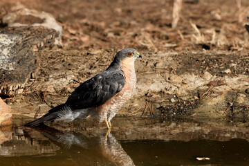   gavilán común macho bebiendo y bañándose en el estanque  del bosque (Accipiter nisus) Ojén Andalucía España 