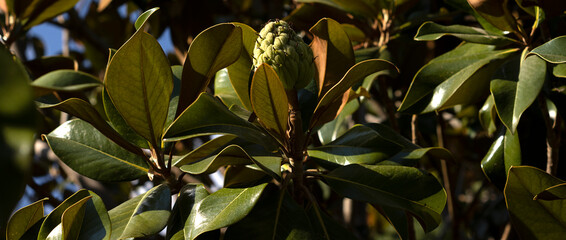 Ficus elastica, leaves and fruit, commonly called rubber tree