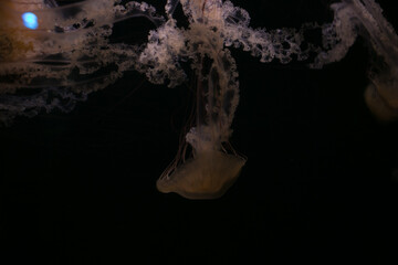 jelly fish in an aquarium