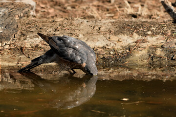   gavilán común macho bebiendo y bañándose en el estanque  del bosque (Accipiter nisus) Ojén Andalucía España 