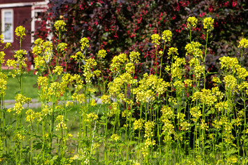 Obraz premium Mustard blooms. Mustard is planted and grown as a fertilizer for the garden, as well as for restoring the soil after vegetation, enriching it with nitrogen and trace elements, and inhibiting the grow