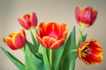 Five red tulip flowers in bouquet