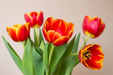 Five red tulip flowers in bouquet