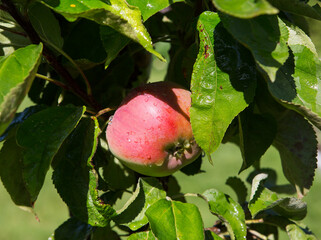 Apple on a branch.
 An Apple is a juicy fruit of an Apple tree that is eaten fresh.