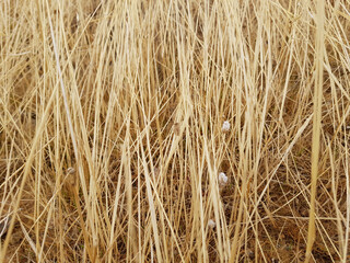 Fototapeta premium Erba secca