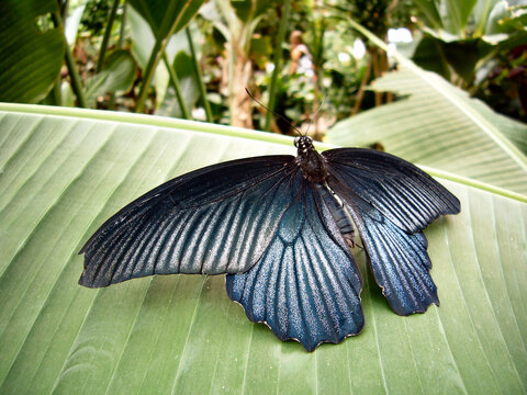 schwarzer Schmetterling