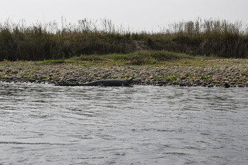 Parque nacional Chitwan