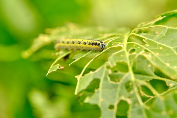 Yellow-green shaggy with black dots caterpillar destroys fresh foliage. Pests threaten the garden site.