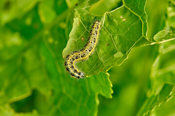 Yellow-green shaggy with black dots caterpillar destroys fresh foliage. Pests threaten the garden...