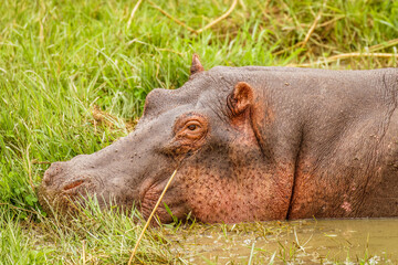 Hippo (Hippopotamus amphibious) relaxing in the water during the day, Queen Elizabeth National Park, Uganda.	