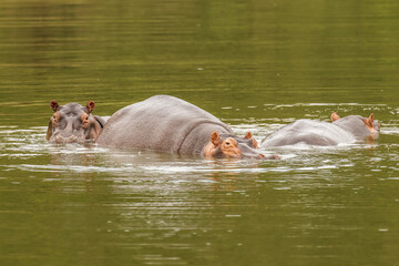 A herd of common hippopotamus (Hippopotamus amphibius) or hippo, Queen Elizabeth National Park,...