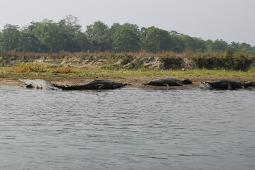 Parque nacional Chitwan