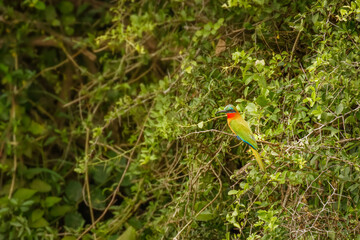 The red-throated bee-eater (Merops bulocki) sitting on a branch, Queen Elizabeth National Park, Uganda.