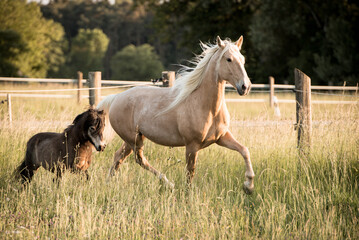 Fototapeta premium Lusitano und Shetlandpony