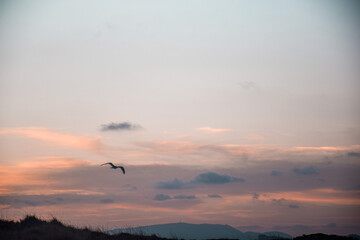 Seagull flying in the sky with clouds during sunrise on the beach