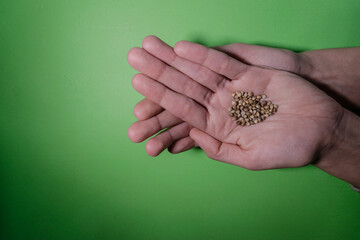 Seeds Cannabi plants greenhouse natural care woman's hand approval denial