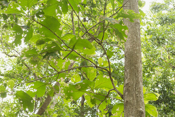 Teak Trees in Thailand precious hardwoods