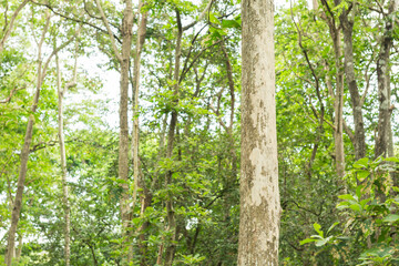 Obraz premium Teak Tree in Thailand precious hardwoods one of the last major areas of tropical forest in Asia