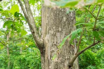 Teak Tree in Thailand precious hardwoods one of the last major areas of tropical forest in Asia